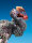 Dodo des Grauens